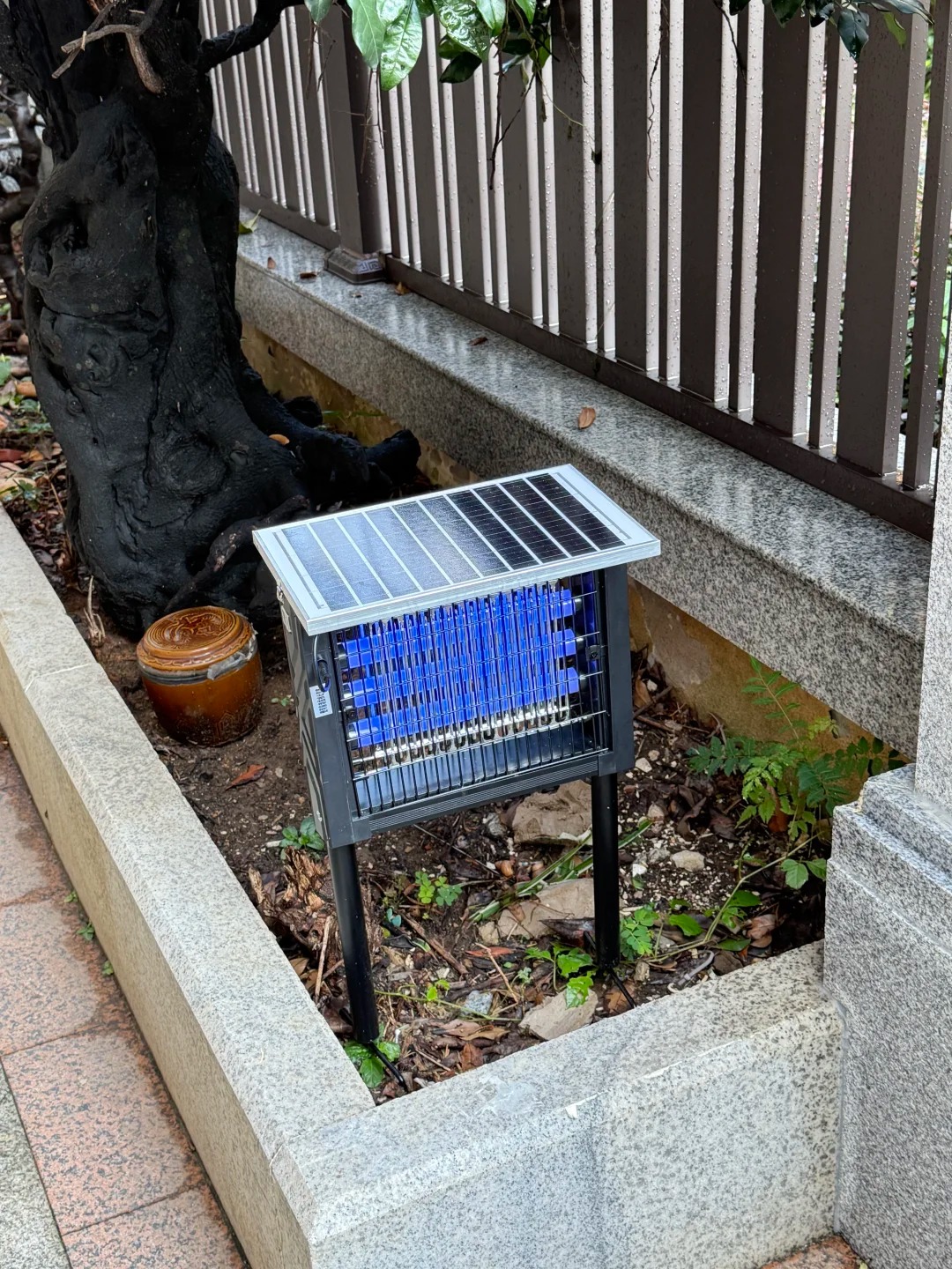 猞猁头骨
